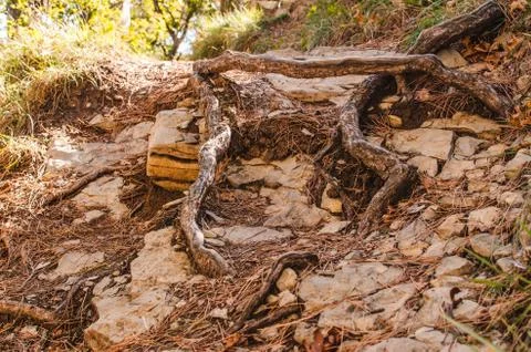 Forest background. Wallpapers outdoors. Tree roots. Stock Photos