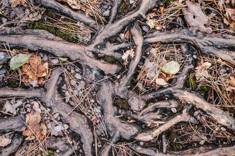 Forest background. Wallpapers outdoors. Tree roots and dry leaves. Stock Photos