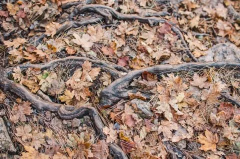 Forest background. Wallpapers outdoors. Tree roots. Stock Photos