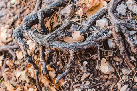 Forest background. Wallpapers outdoors. Tree roots. Stock Photos