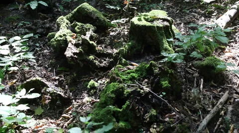 Forest background1 Stock Footage