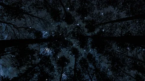 Forest. backgrounds night sky and stars and moon and clouds. Video stock 161139773