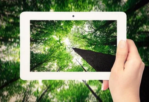 Forest backgrounds Stock-Fotos