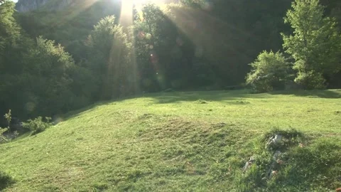 Forest in backlight Stock Footage 140914976