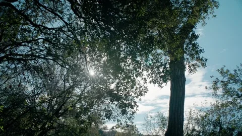 Forest, backlit trees, sunny day Stock Footage 301006225