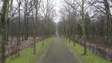 Forest Backward, shot with a drone 4K Stock Footage 148432326