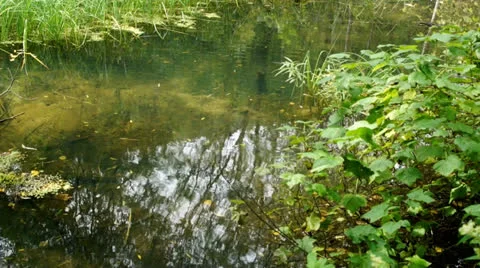 Forest backwater 01 Stock Footage 27149627