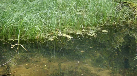 Forest backwater 02 Stock Footage 27149800