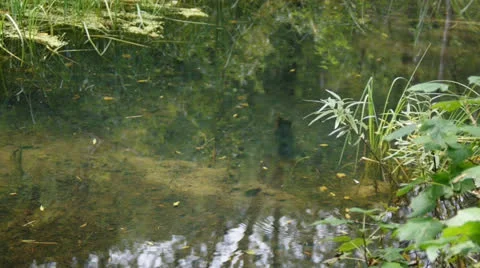 Forest backwater 03 Stock Footage 27160110