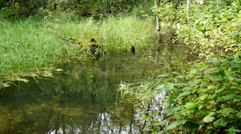 Forest backwater 04 Video stock 27164072