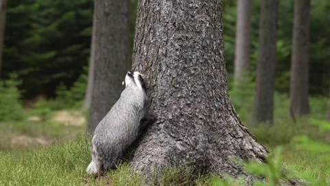 Forest badger. Badger, Meles meles, in the wild nature. Hidden in bushes of cran Stock-Footage 271506955