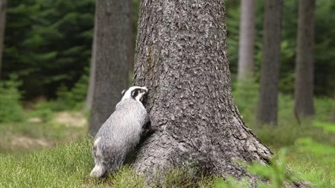 Forest badger. Badger, Meles meles, in the wild nature. Hidden in bushes of cran 库存影片 271515938