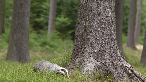 Forest badger. Badger, Meles meles, in the wild nature. Hidden in bushes of cran Stockbeeldmateriaal 271517986