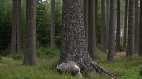 Forest badger. Badger, Meles meles, in the wild nature. Hidden in bushes of cran Видео 271519672