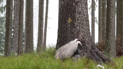 Forest badger. Badger, Meles meles, in the wild nature. Hidden in bushes of cran Stockbeeldmateriaal 271632105