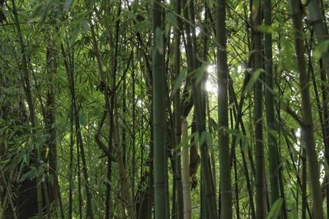 Forest of bamboo canes Stock Photos