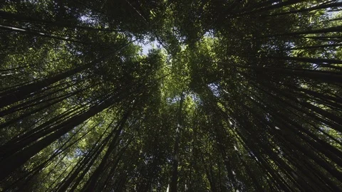 Forest of Bamboo Stock Footage 91564620