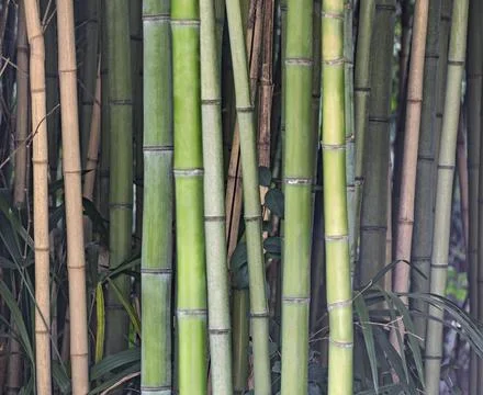 Forest with bamboo stems 스톡 사진