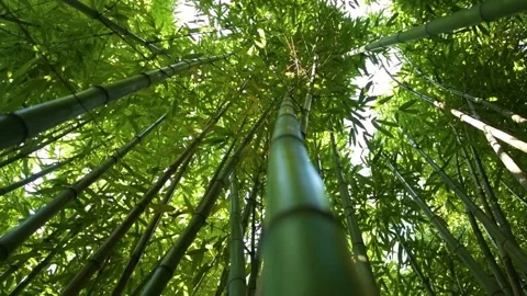 A forest of bamboo with sunlight breaking through the foliage, camera movement f Video stock 307138429