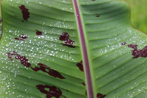 Forest banana leaf surface texture Stock Photos