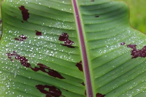 Forest banana leaf surface texture Stock Photos
