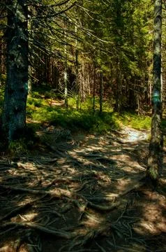 Forest with bare tree roots lightened by sunlight, ecology, nature protection Stock Photos