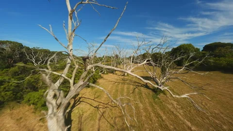 Forest with bare trees in Australia Video stock 240216654