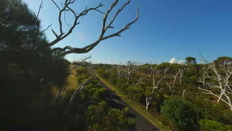 Forest with bare trees in Australia Stock Footage 240216842