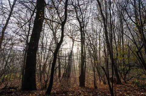 Forest of bare trees, with fog. Stock Photos