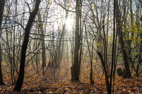 Forest of bare trees, with fog. Stock Photos