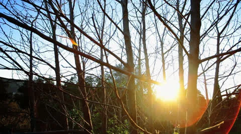 Forest Bare Trees 스톡 동영상 22846751