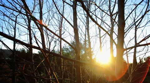 Forest Bare Trees Pan 스톡 동영상 22855727