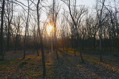 Forest of bare trees Stock Photos