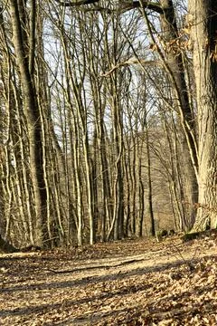 A Forest of Bare Trees Stock Photos