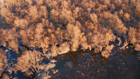 Forest of bare trees in winter and blue sky reflection in the water of a wetland Stock Footage 132302949