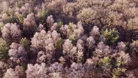 Forest with bare treetops with frost Stock Footage 146327267