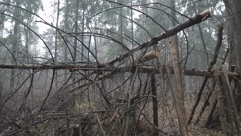 Forest barricades Video stock 100785345