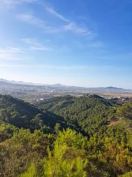 Forest basking in the sunlight Stock Photos