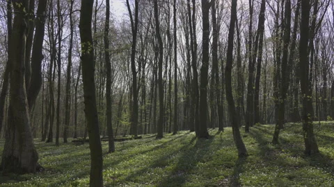 A forest bathed in sunlight, 8K Stock Footage 164184417