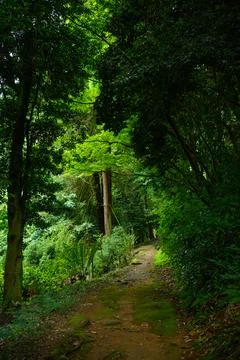 Forest bathing path in Batumi Botanical Garden. Hiking trail for active leisure Фото