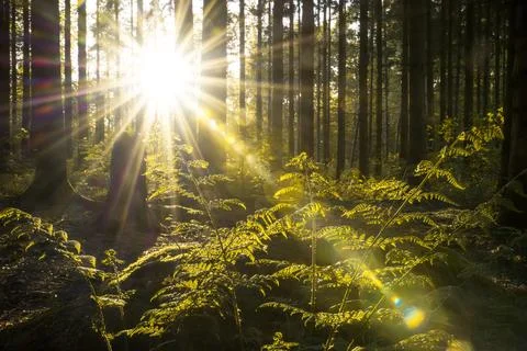 Forest Bathing in Sunlight Stock Photos
