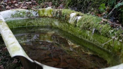 Forest Bathtub Stock Photos