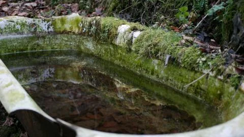 Forest Bathtub Stock Photos