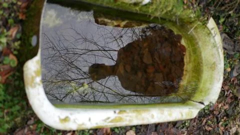 Forest Bathtube Reflection Stock Photos