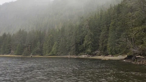 Forest Bay Stock Footage 96199333