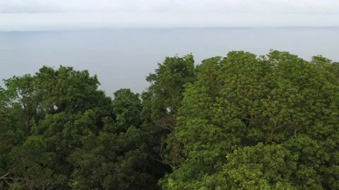 Forest bay in Ko Tao Stock Footage 130191930