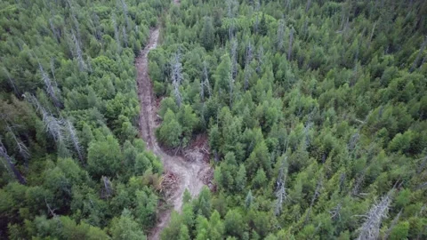 Forest in BC Stock Footage 249952758