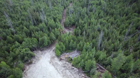 Forest in BC Stock Footage 249952759