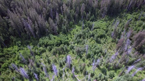 Forest in BC Stock Footage 249952983