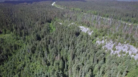 Forest in BC Stock Footage 249953000